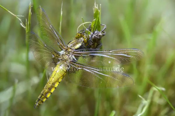 Fokus-Natur Bild