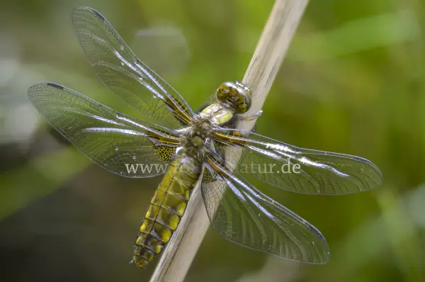 Fokus-Natur Bild