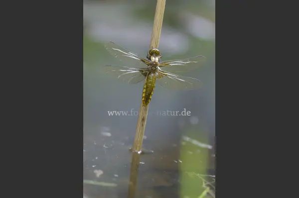Fokus-Natur Bild