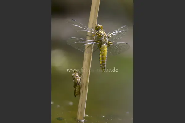 Fokus-Natur Bild