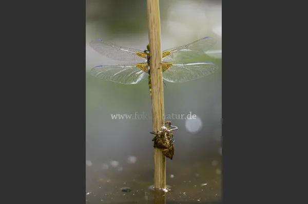 Fokus-Natur Bild