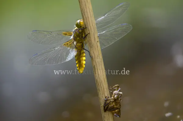 Fokus-Natur Bild