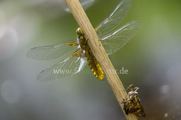 Fokus-Natur Bild