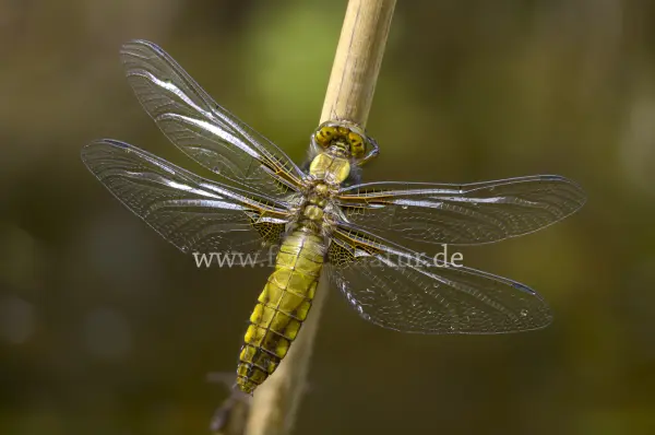 Fokus-Natur Bild