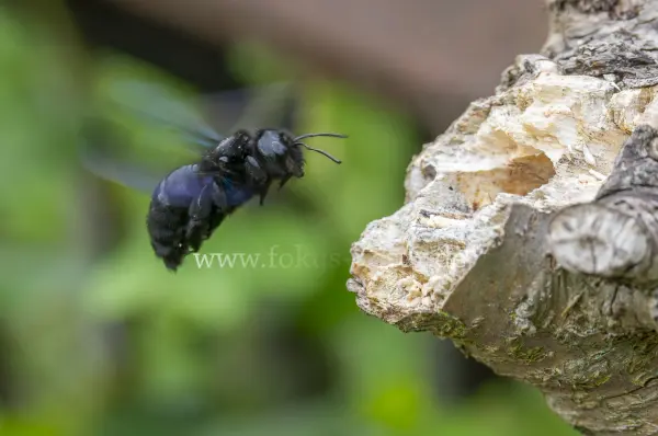 Fokus-Natur Bild