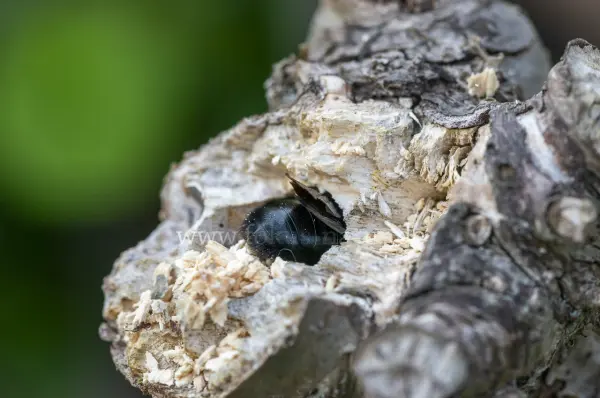 Fokus-Natur Bild