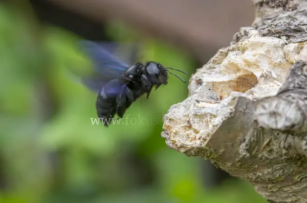 Fokus-Natur Bild