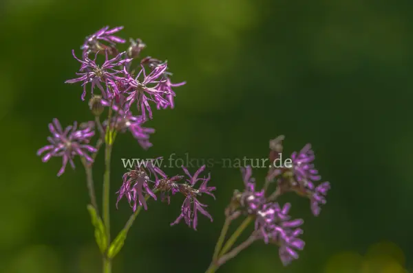 Fokus-Natur Bild