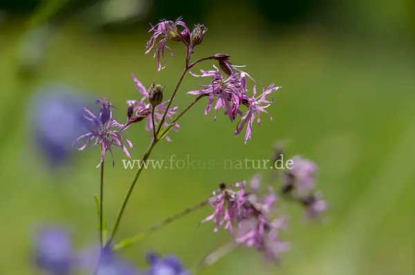 Fokus-Natur Bild