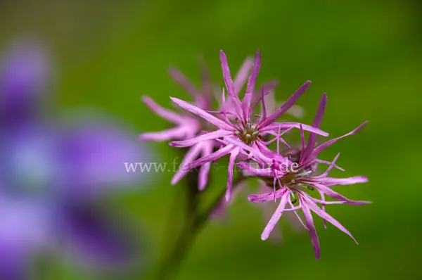 Fokus-Natur Bild