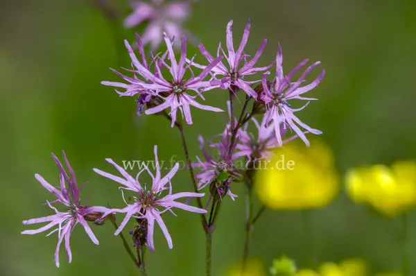Fokus-Natur Bild