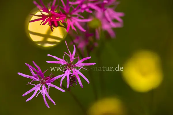 Fokus-Natur Bild