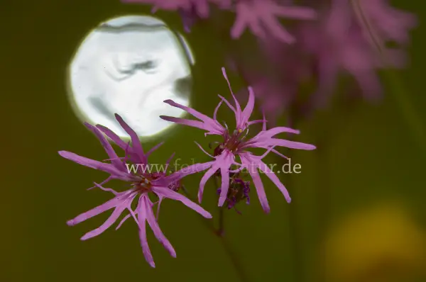 Fokus-Natur Bild