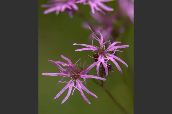 Fokus-Natur Bild
