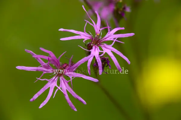 Fokus-Natur Bild