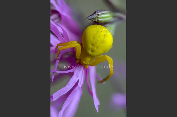 Fokus-Natur Bild