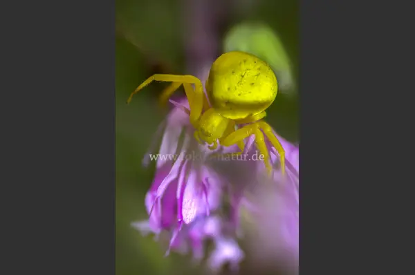 Fokus-Natur Bild