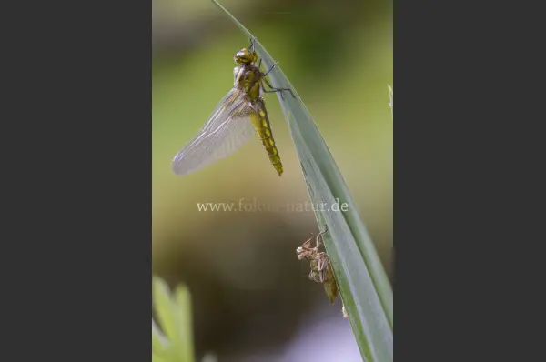 Fokus-Natur Bild