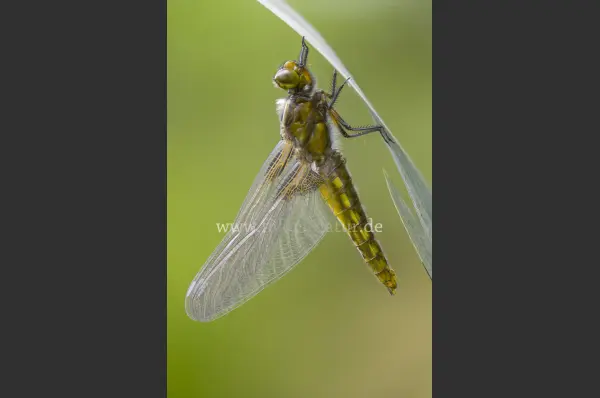 Fokus-Natur Bild