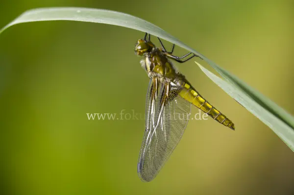 Fokus-Natur Bild