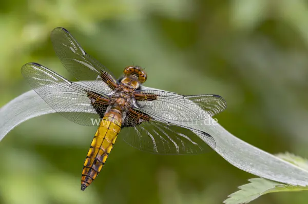 Fokus-Natur Bild