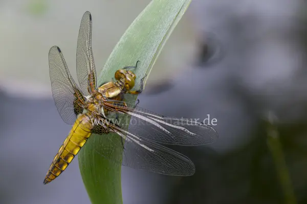 Fokus-Natur Bild