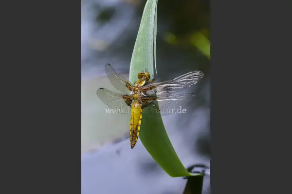 Fokus-Natur Bild