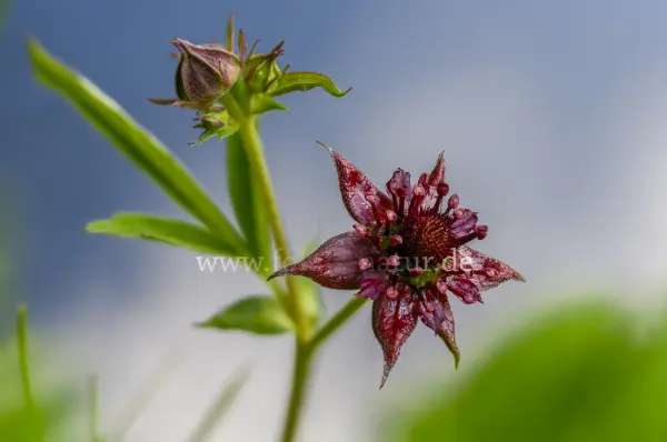 Fokus-Natur Bild
