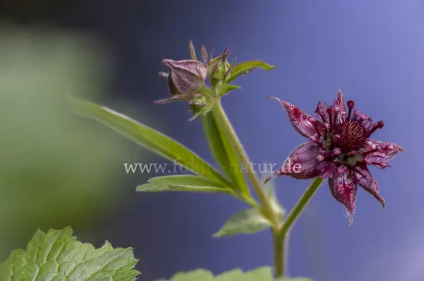 Fokus-Natur Bild