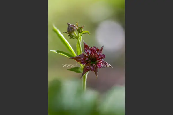 Fokus-Natur Bild