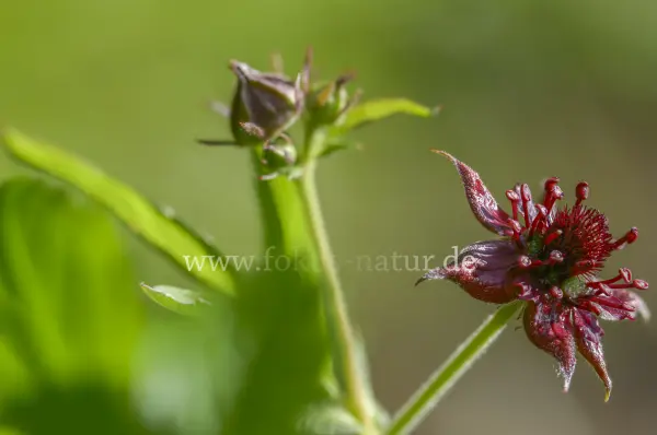 Fokus-Natur Bild