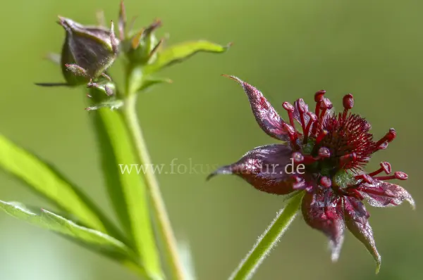 Fokus-Natur Bild