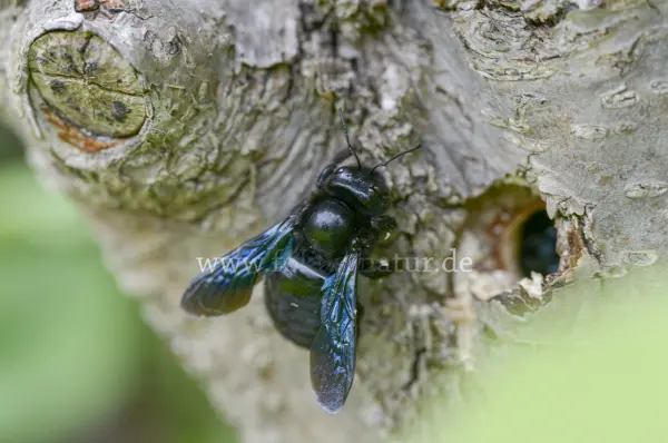 Fokus-Natur Bild