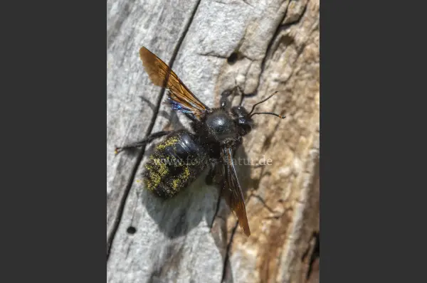 Fokus-Natur Bild