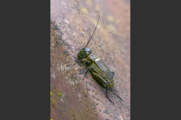 Fokus-Natur Bild
