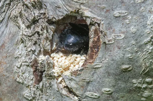 Fokus-Natur Bild