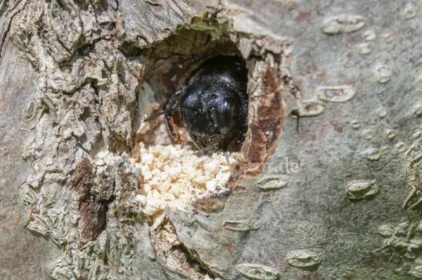 Fokus-Natur Bild