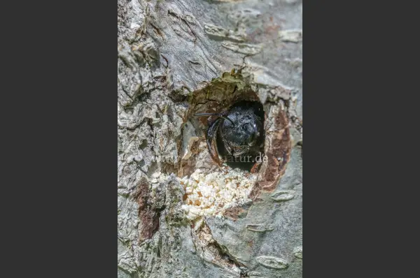 Fokus-Natur Bild