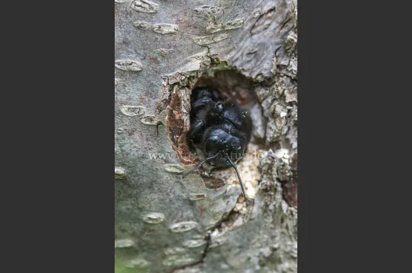 Fokus-Natur Bild