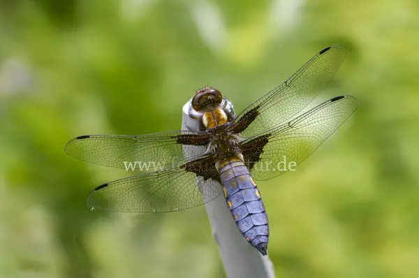 Fokus-Natur Bild