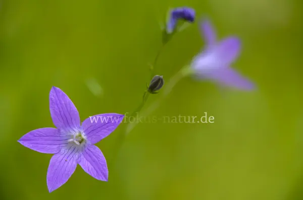 Fokus-Natur Bild