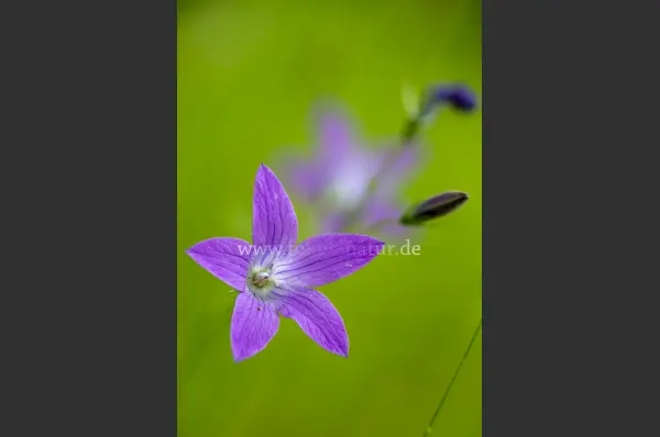 Fokus-Natur Bild