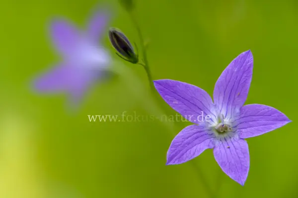 Fokus-Natur Bild