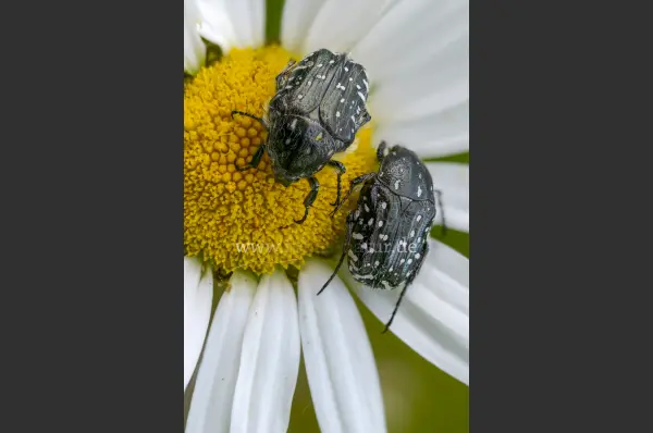 Fokus-Natur Bild
