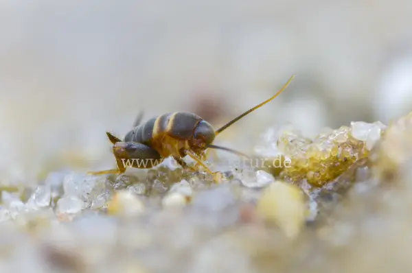 Fokus-Natur Bild