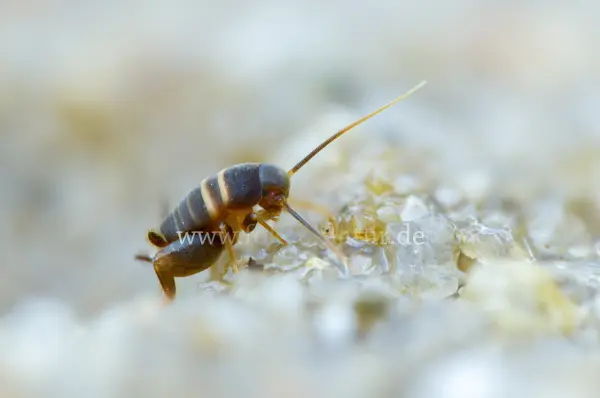 Fokus-Natur Bild