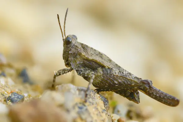 Fokus-Natur Bild