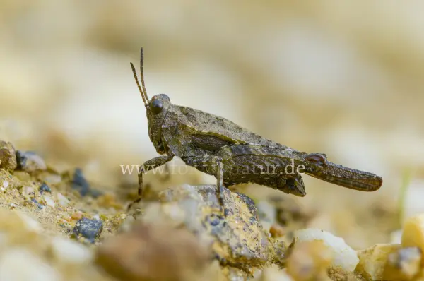 Fokus-Natur Bild