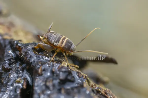 Fokus-Natur Bild