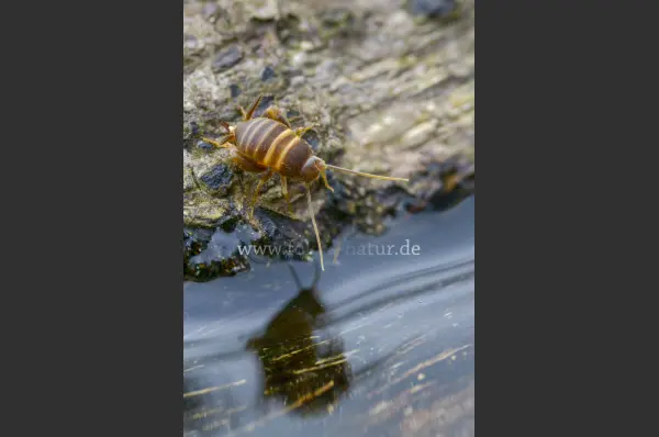 Fokus-Natur Bild